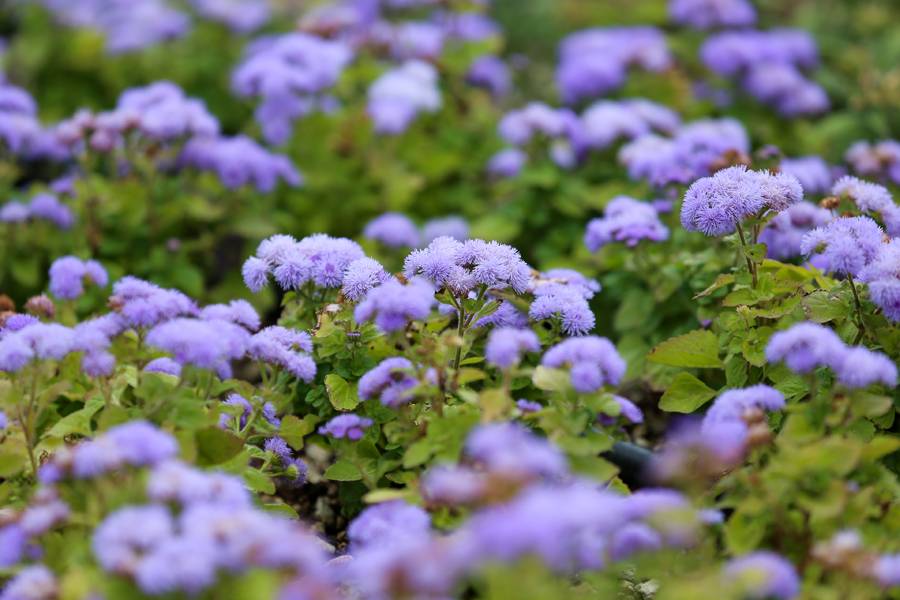 Türkiye'de daha büyüğü yok! Selçuklu Çiçek Bahçesi yeniden kapılarını açtı 14